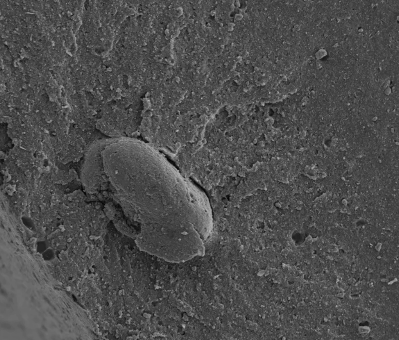 全新升级 重磅发布丨ATR8800共聚焦显微拉曼光谱成像系统(2026款)